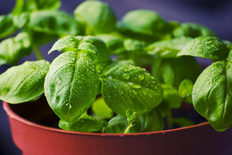 Vertical Herb Garden