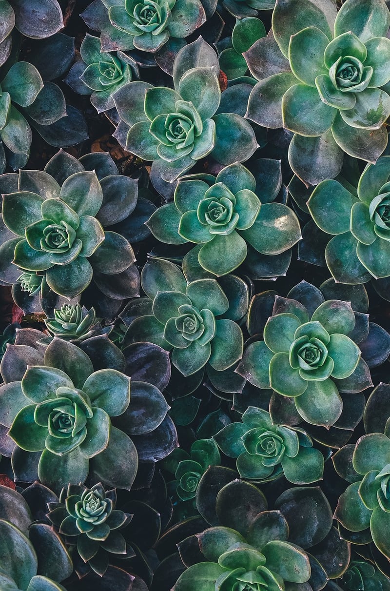 Hanging Succulent Display
