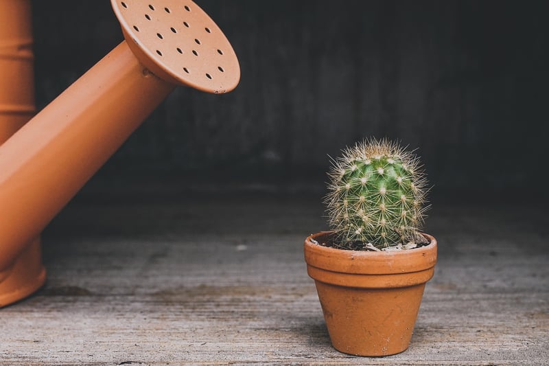 Watering can on a shelf